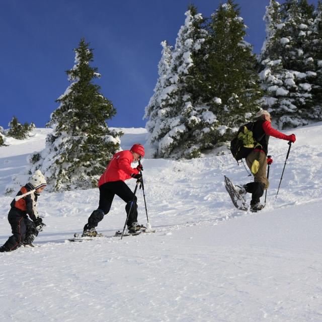 Arpenteur Chartreuse (57) Hd