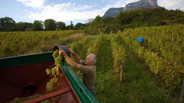 Vendanges  Chapareillan, Christian Colomb