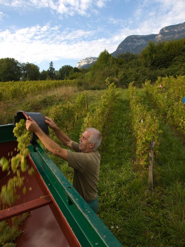 Vendanges  Chapareillan, Christian Colomb