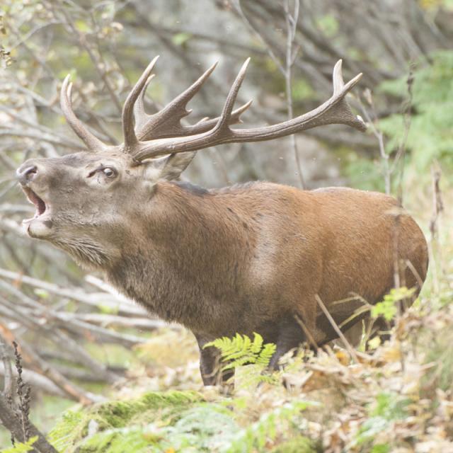 Brame Cerf Chartreuse