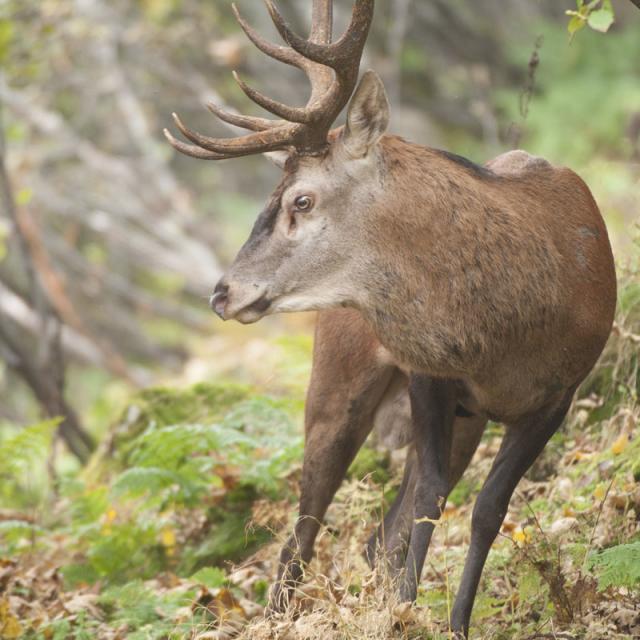 Brame Cerf Chartreuse2