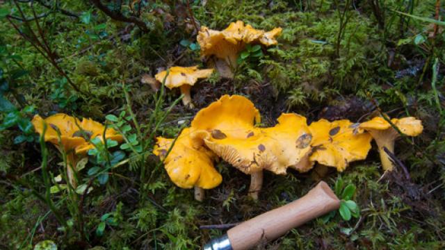 Chanterelles