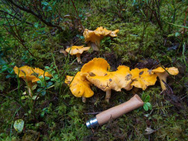 Chanterelles