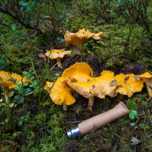 Chanterelles