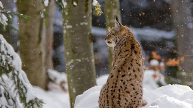 Lynx