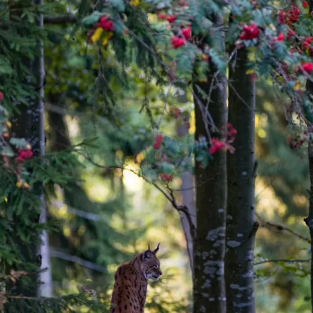 Lynx boréal, photo prise en captivité (Bayerischer Wald Tierpark).