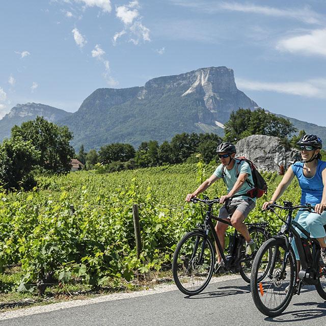 Velo en Chartreuse dans les vignes