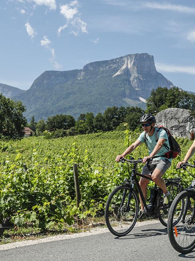 Velo en Chartreuse dans les vignes