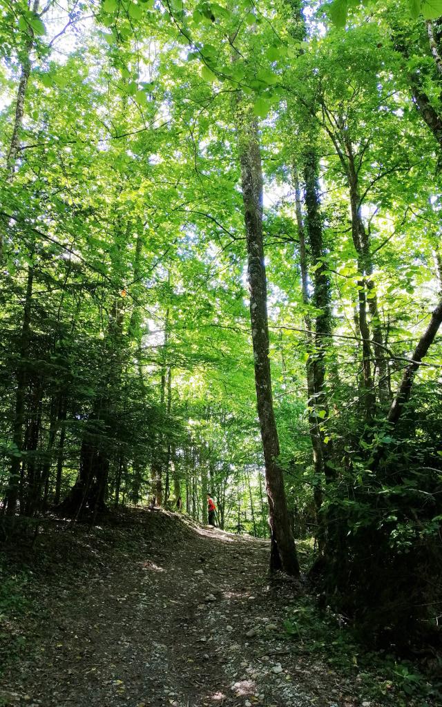 Accès la cascade de la Pisserotte, la première partie en forêt