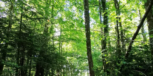 Accès la cascade de la Pisserotte, la première partie en forêt