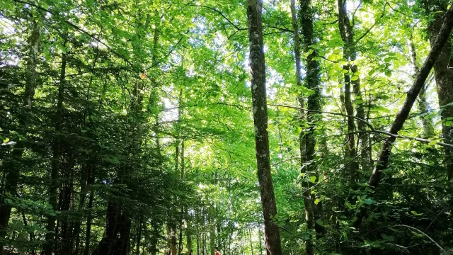 Accès la cascade de la Pisserotte, la première partie en forêt