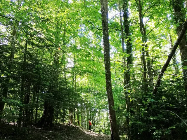 Accès la cascade de la Pisserotte, la première partie en forêt