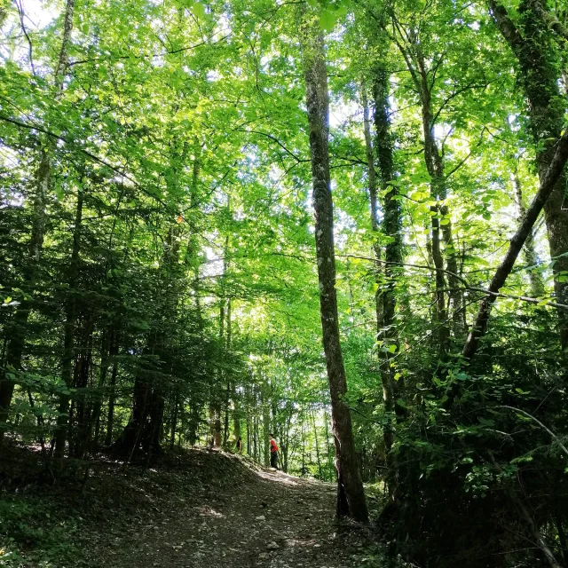 Accès la cascade de la Pisserotte, la première partie en forêt