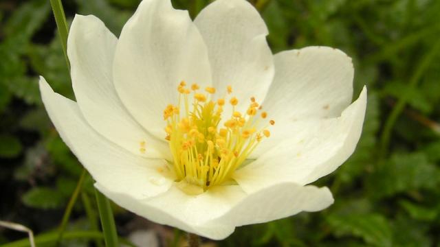 Dryas Octopetala