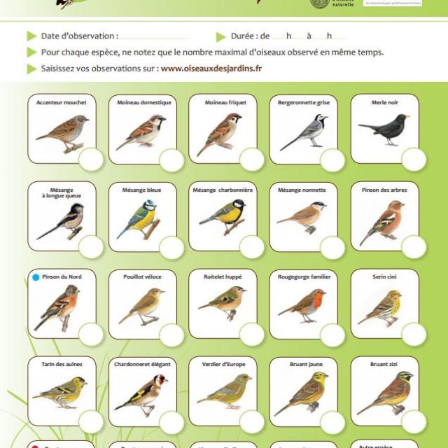 Fiche Comptage Oiseaux De Son Jardin