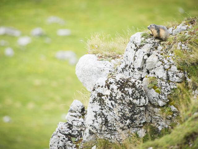 Marmotte sur un rocher