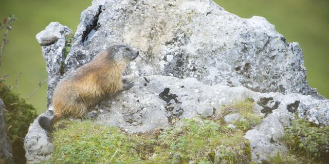 Marmotte sur un rocher