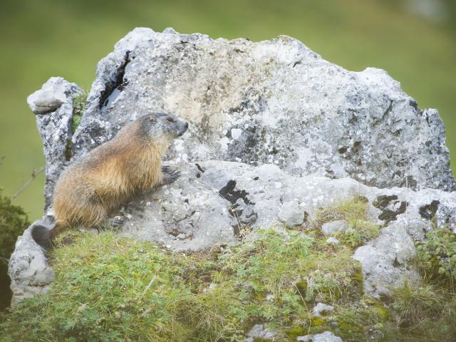 Marmotte sur un rocher