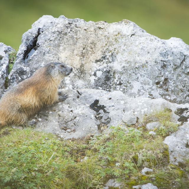 Marmotte sur un rocher