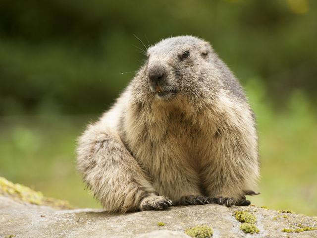 Marmotte assise