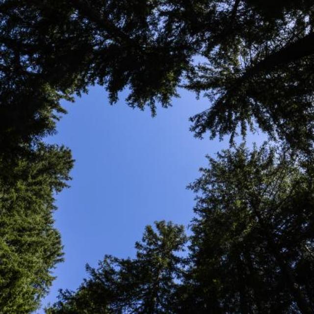 Sentier Des Géants Arbres