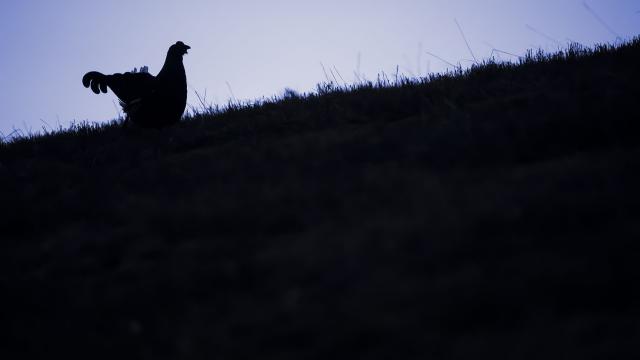 Tétras-lyre en contre-jour à l'aube