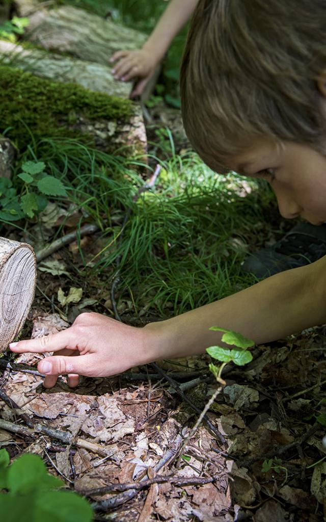 Balade En Foret Bruno Lavit