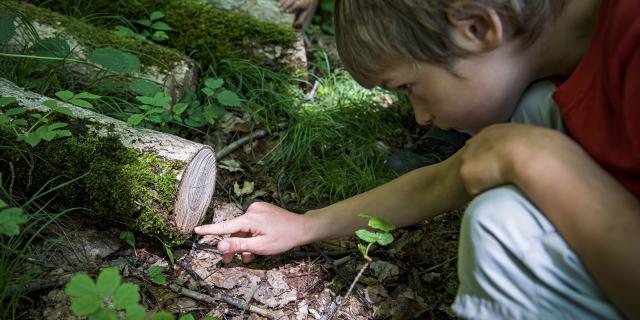 Balade En Foret Bruno Lavit