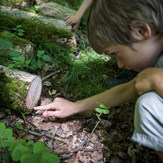 Balade En Foret Bruno Lavit