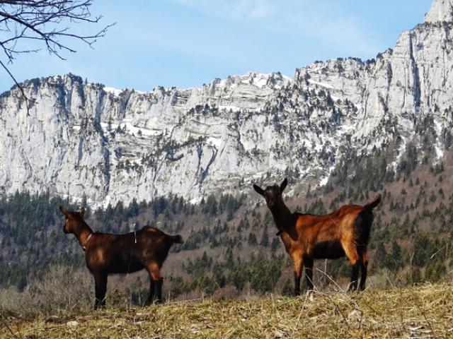 Rando avec les chèvres