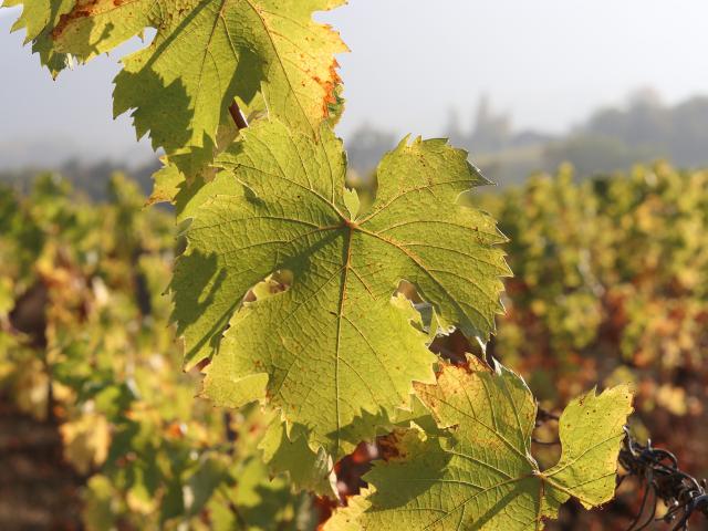 Vignes vins de Savoie