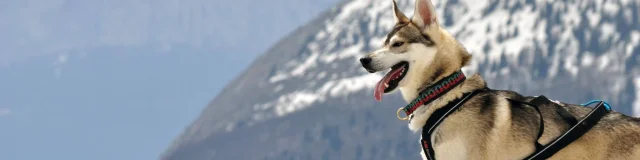 Randonnée en Chartreuse avec son chien