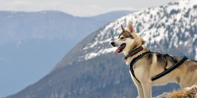 Randonnée en Chartreuse avec son chien