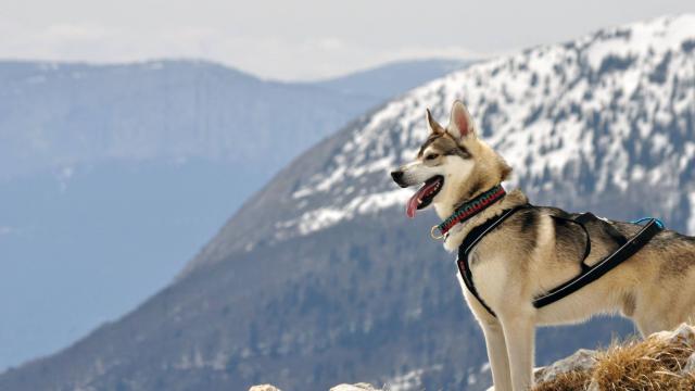 Randonnée en Chartreuse avec son chien