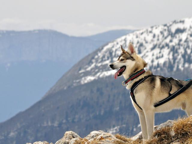 Randonnée en Chartreuse avec son chien