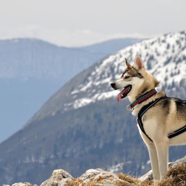 Randonnée en Chartreuse avec son chien