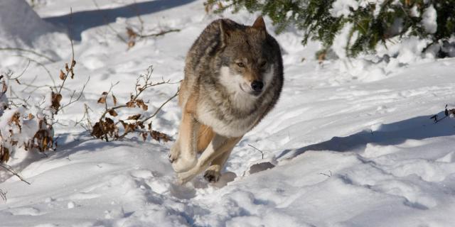 Loup (Canis lupus), photo prise en captivité (Bayerischer Wald Tierpark).