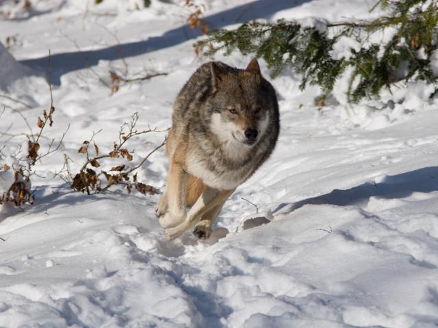 Loup (Canis lupus), photo prise en captivité (Bayerischer Wald Tierpark).