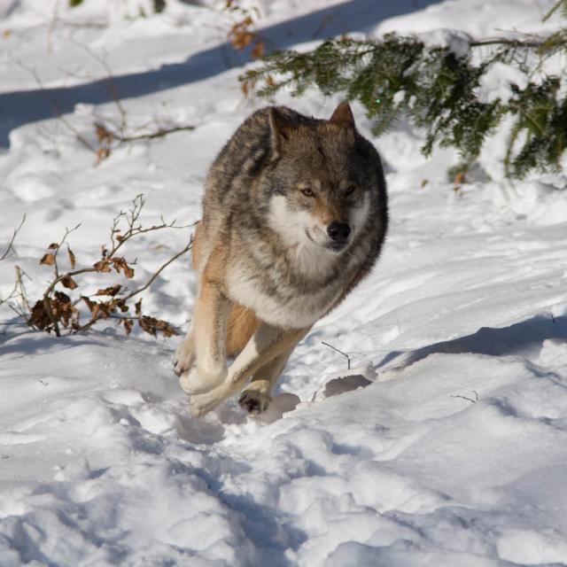 Loup (Canis lupus), photo prise en captivité (Bayerischer Wald Tierpark).