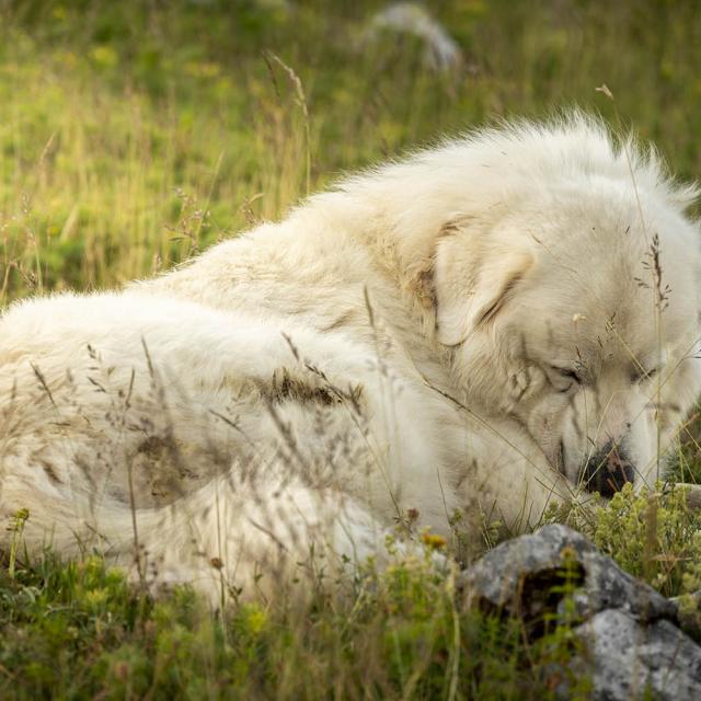 Patou Sieste Chartreuse