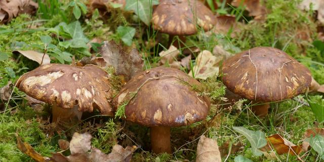 Champignon Chartreuse Cepe Bolet C Bernard Blanc Licence Creative Commons Bd