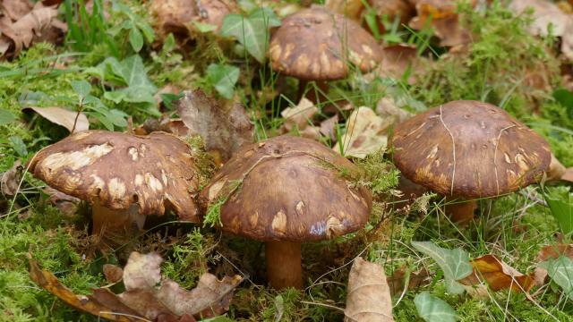 Champignon Chartreuse Cepe Bolet C Bernard Blanc Licence Creative Commons Bd