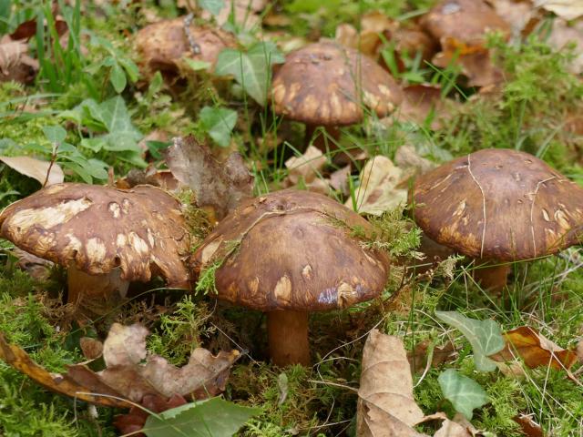 Champignon Chartreuse Cepe Bolet C Bernard Blanc Licence Creative Commons Bd