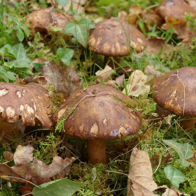 Champignon Chartreuse Cepe Bolet C Bernard Blanc Licence Creative Commons Bd