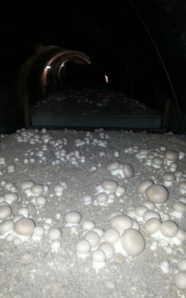 Ferme Lombricole Savoie Champignons Paris Saumure