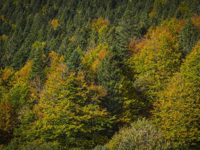 Vue forestière en automne.