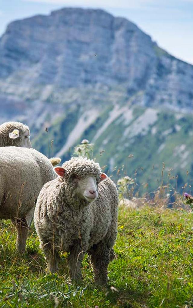 Moutons à l'espace naturel sensible du Col de Porte