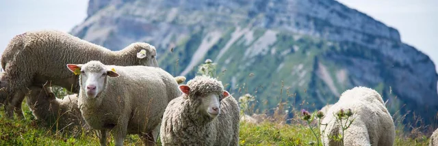 Moutons à l'espace naturel sensible du Col de Porte