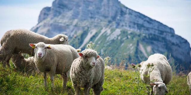 Moutons à l'espace naturel sensible du Col de Porte