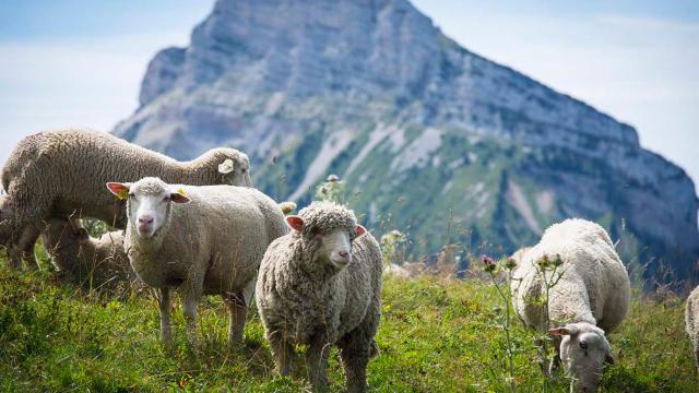 Moutons à l'espace naturel sensible du Col de Porte